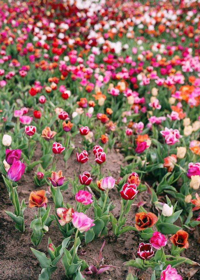 fantastiskt blommande färgglada tulpanmönster utomhus. natur, blommor, vår, trädgårdsarbete koncept foto