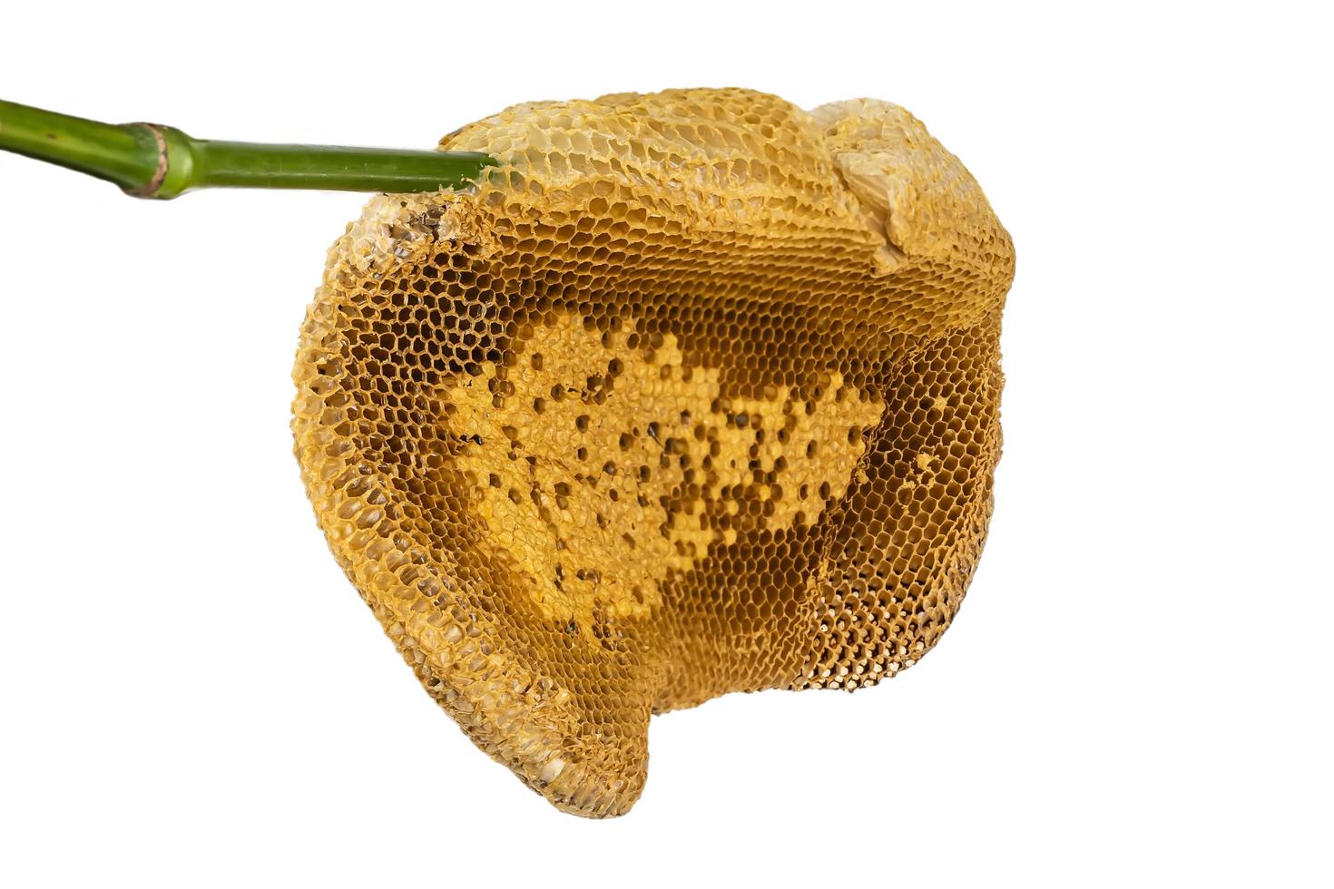 honeycomb isolerad på en vit bakgrund. foto