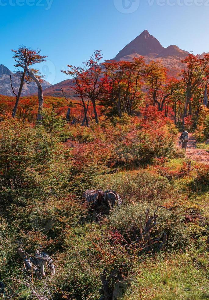 magisk färgglad dal med australiska skogar, torvmossar, döda träd, glaciärbäckar och höga berg i Tierra del Fuego nationalpark, Patagonien, Argentina, med vandrare vid leden. foto