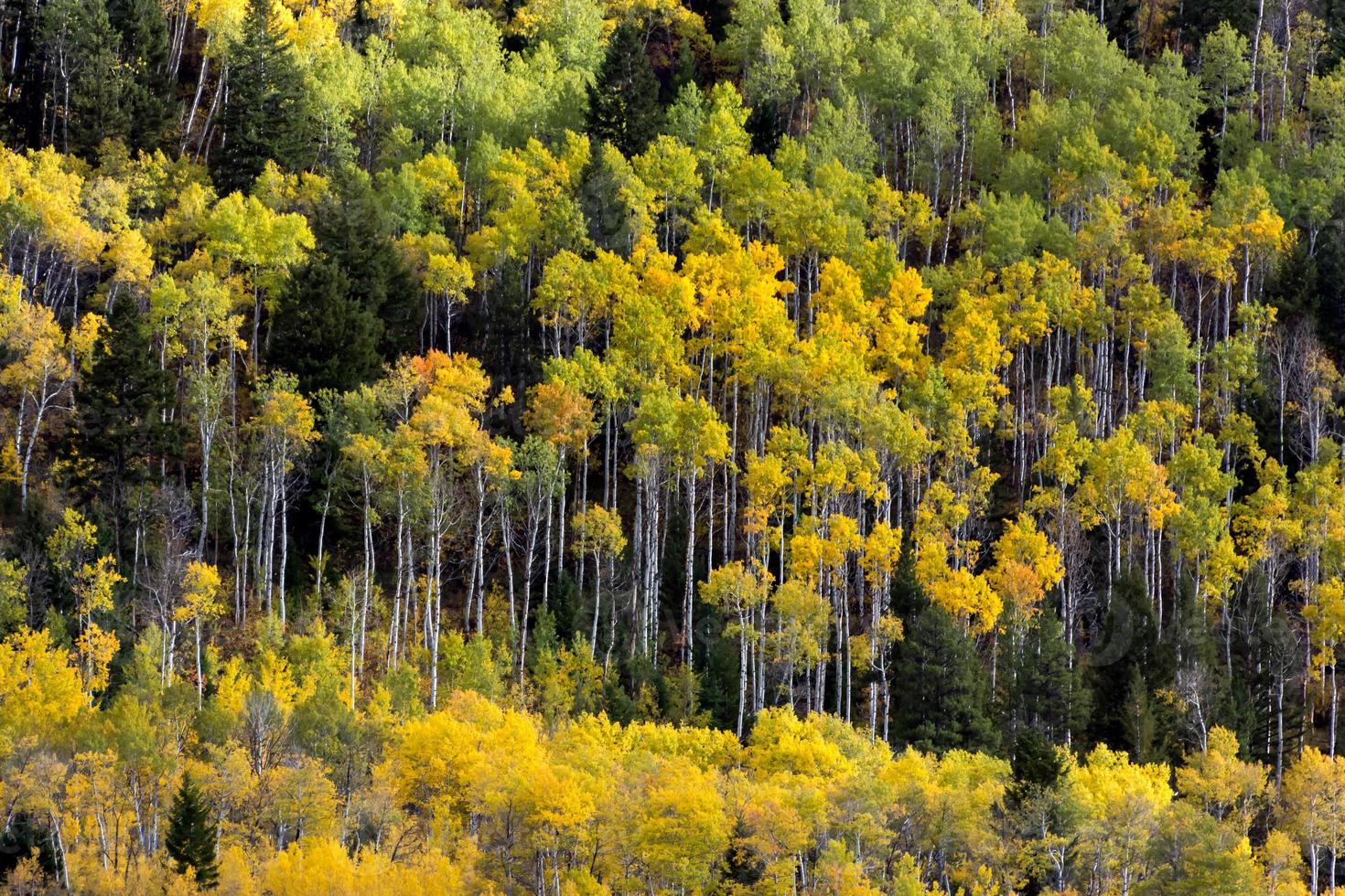 höstfärger i wyoming foto