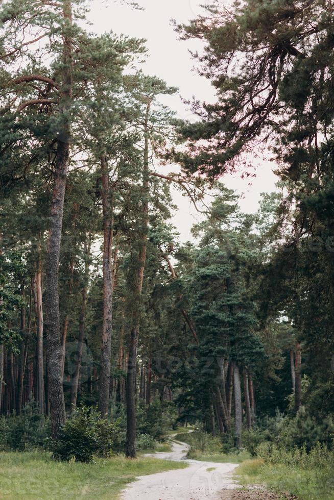 en fascinerande tallskog. väg i skogen foto