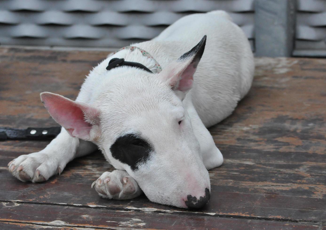 bull terrier hund foto