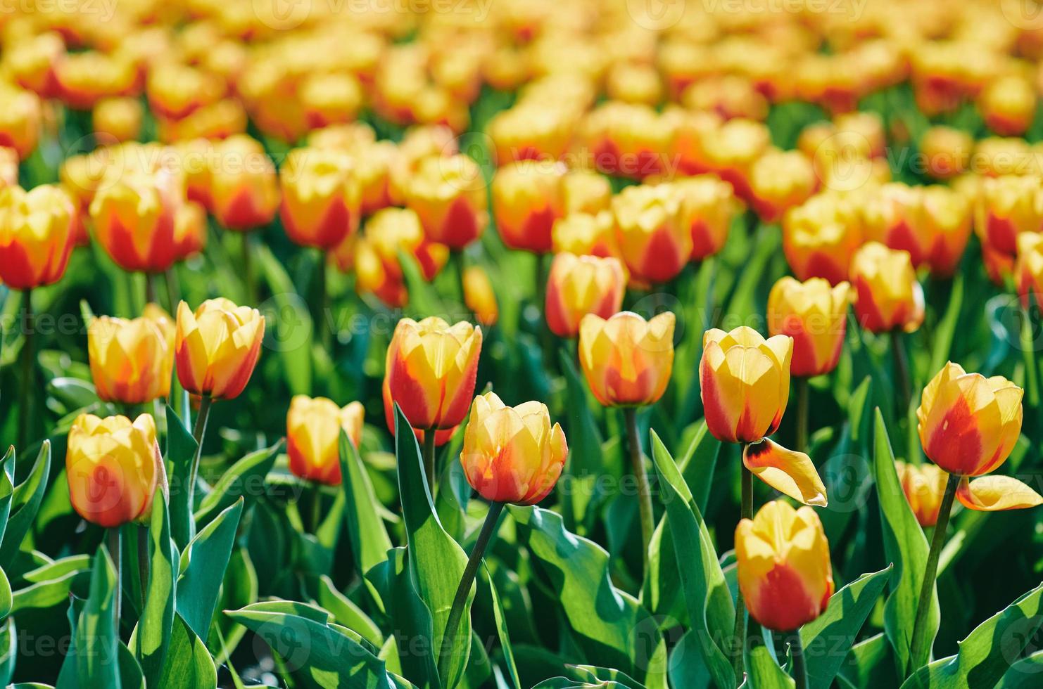 fantastiska blommande orange och gula tulpaner utomhus. natur, blommor, vår, trädgårdsarbete koncept foto