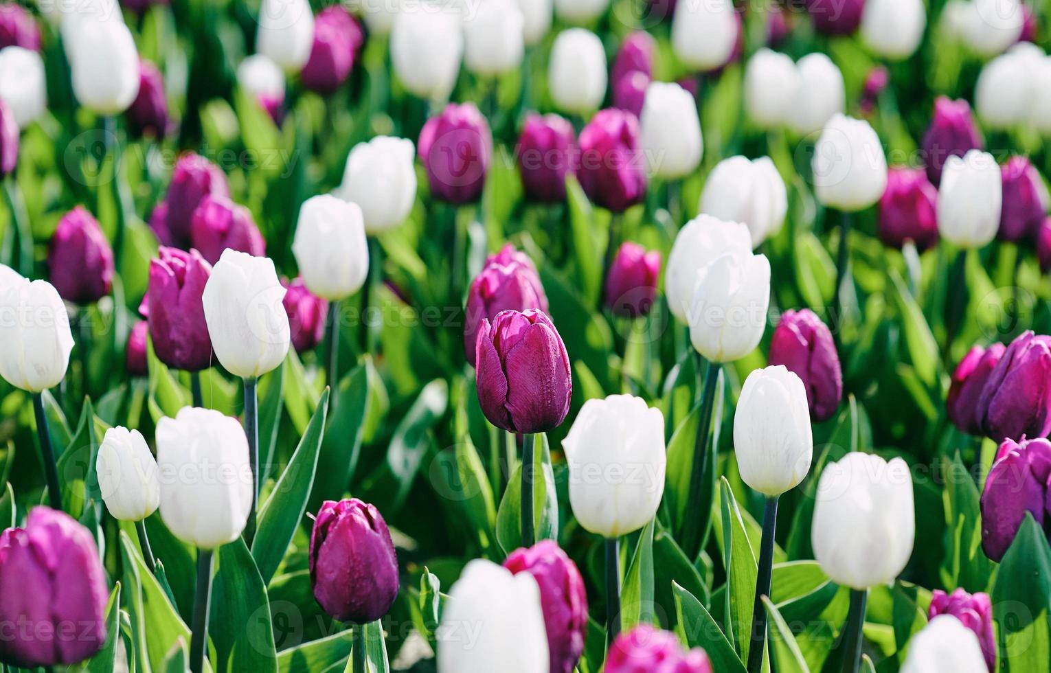 fantastiskt blommande färgglada tulpanmönster utomhus. natur, blommor, vår, trädgårdsarbete koncept foto