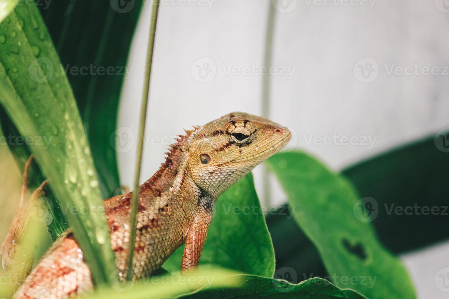 orientalisk trädgård staket ödla eller calotes versicolor sitter på en gren i den tropiska djungeln. asiatisk ödla på en suddig bakgrund av grön skog. djur av asien, reptil foto