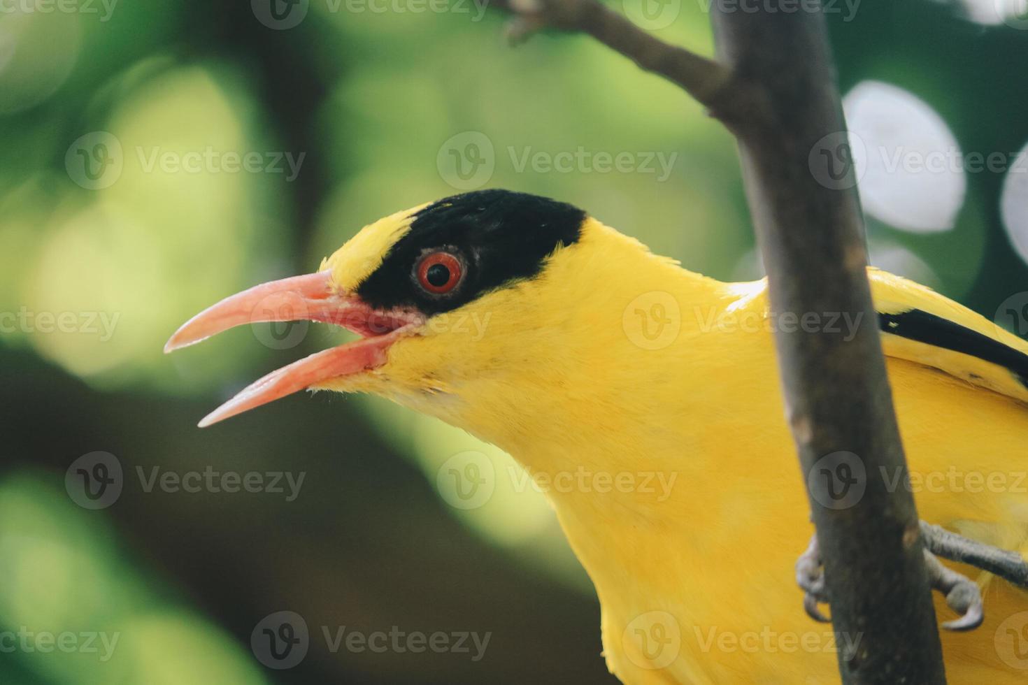 svart nacka oriole eller enda gul fågel uppflugen på en trädgren. foto