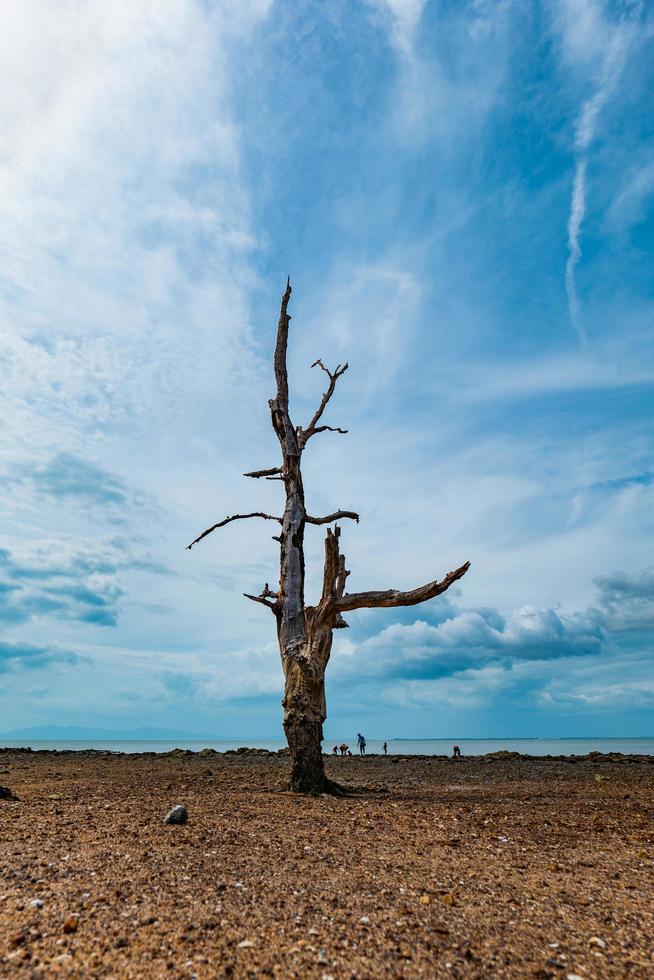 ett dött träd står på stranden vid en attraktion vid havet i södra Thailand. foto