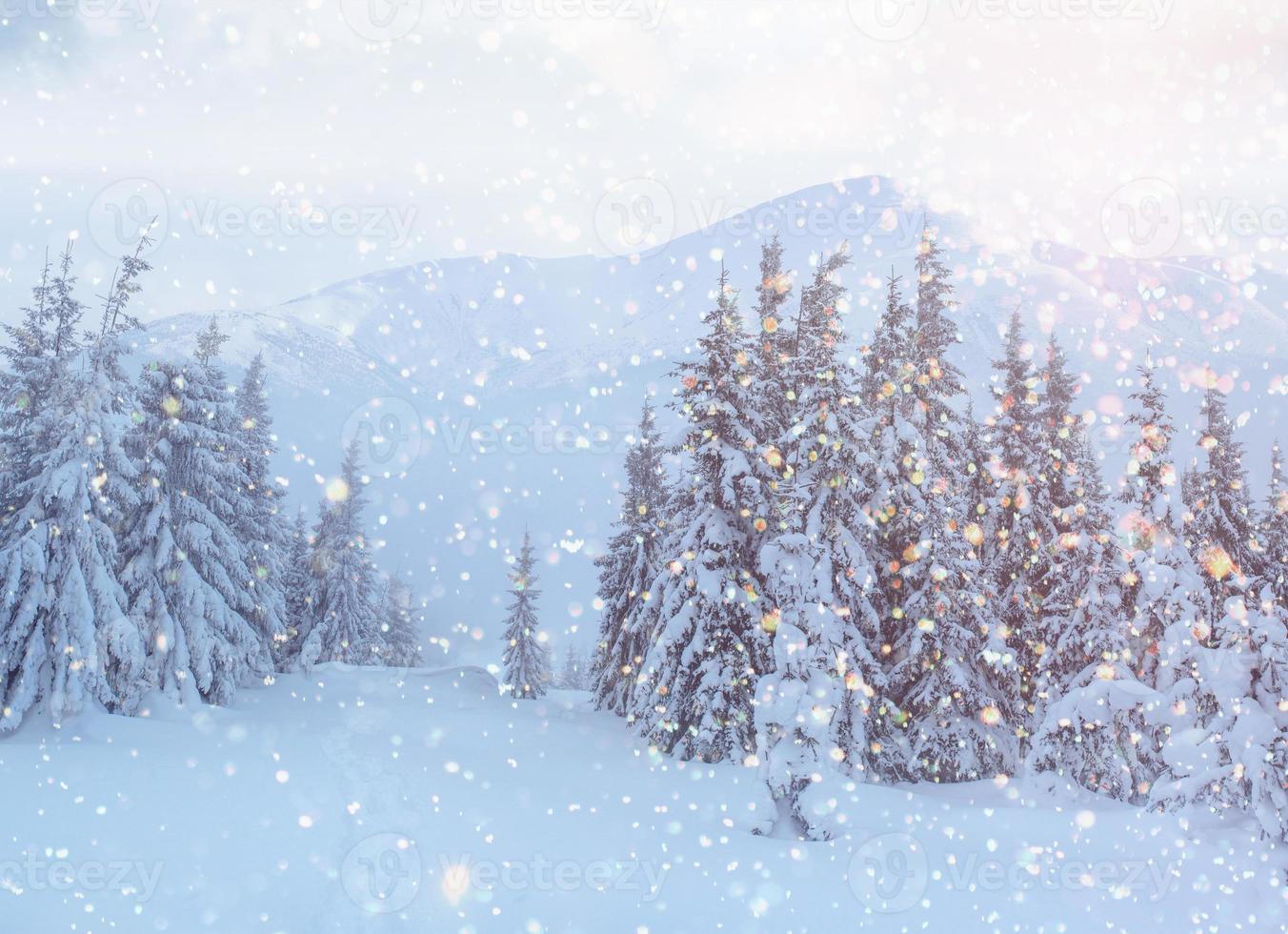vinterlandskap träd och staket i rimfrost, bakgrund med s foto