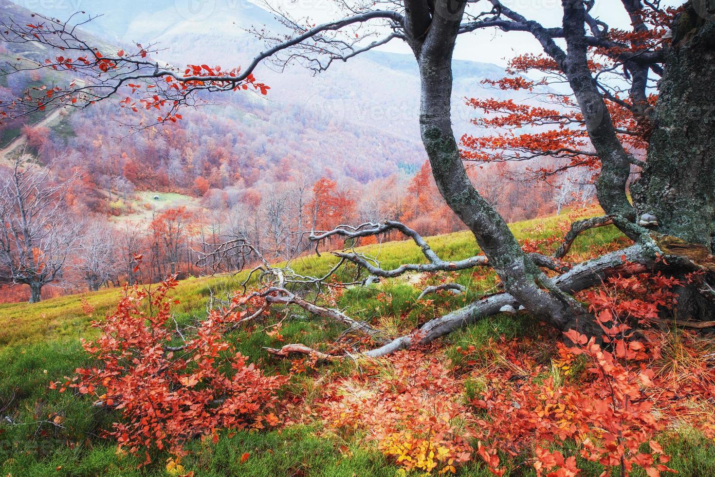 höst i Karpaterna. fantastisk utsikt i oktober. magin foto