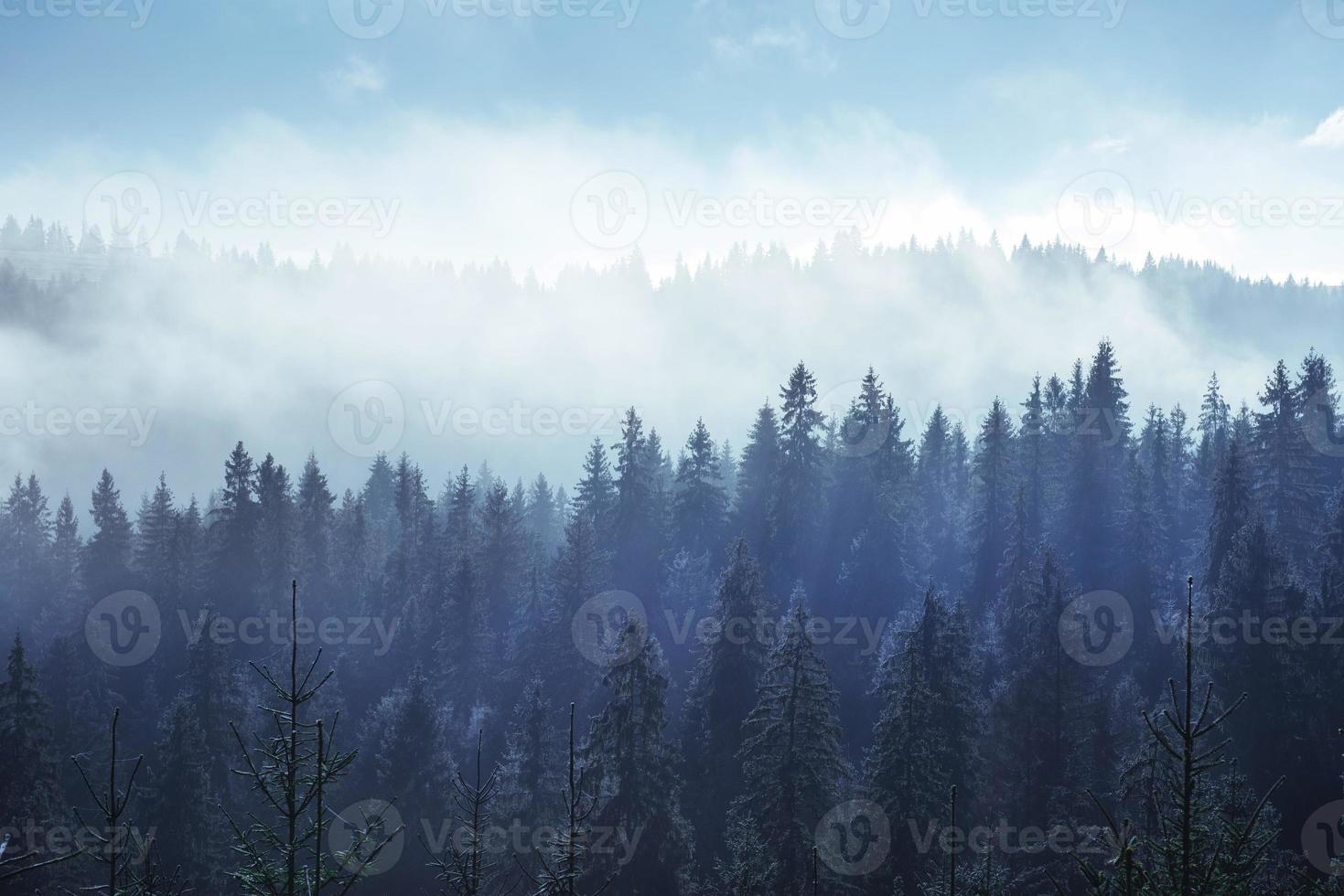 träd i dimman och molnen. karpaterna. ukraina. Europa foto