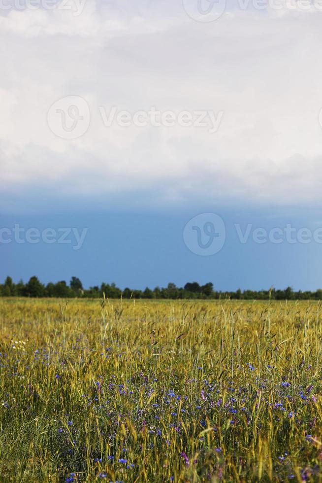 grönt vetefält och molnig himmel. besådd åker med vete och spannmål. spikelets av korn och havre. jordbruksträdgård med bröd för mat. industriaktietema foto