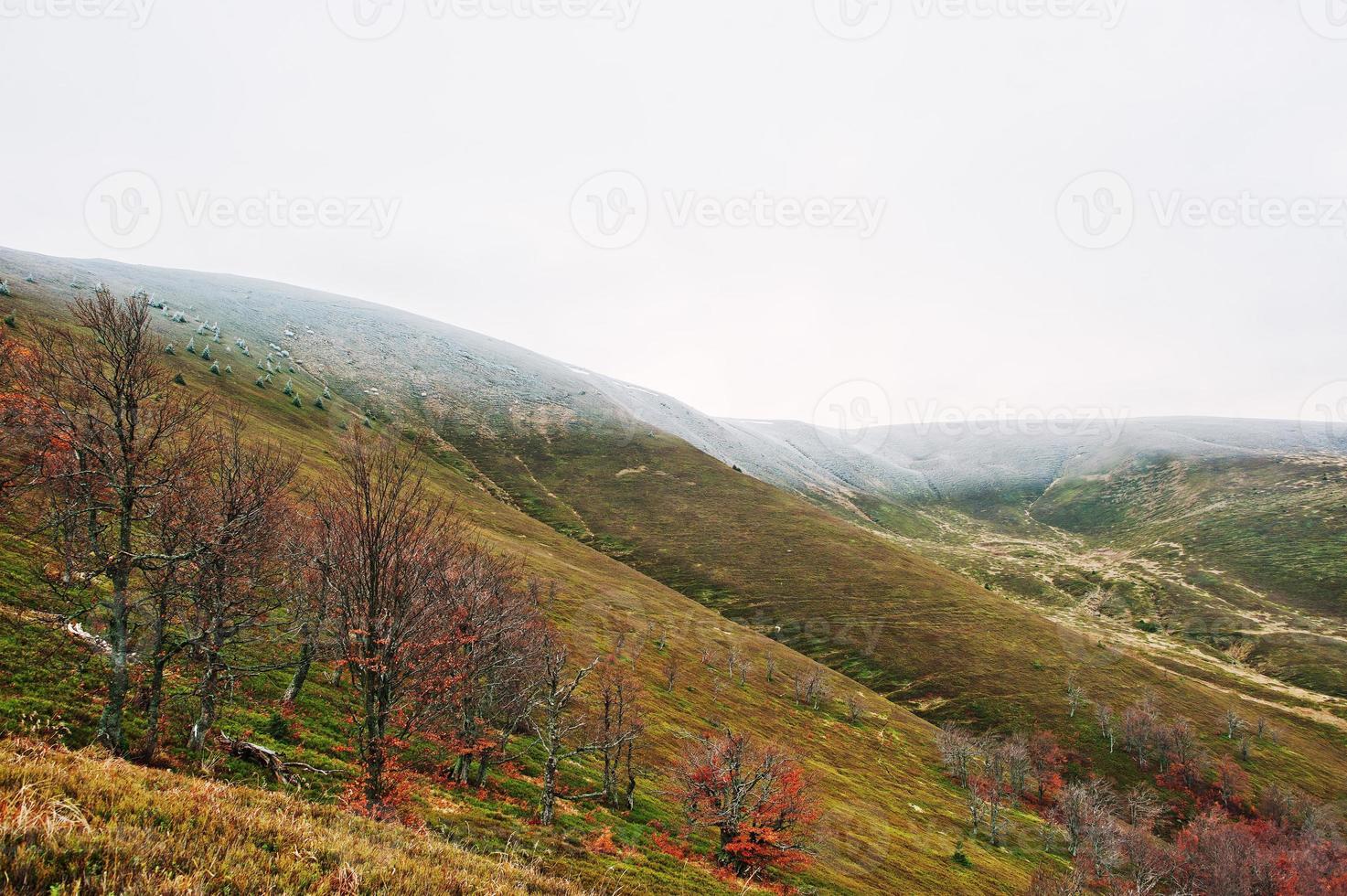 naturskön utsikt över fjällhöstens röda och orangea skogar snötäckta bergstopp som täcker av dimma vid Karpaterna i Ukraina, Europa. foto