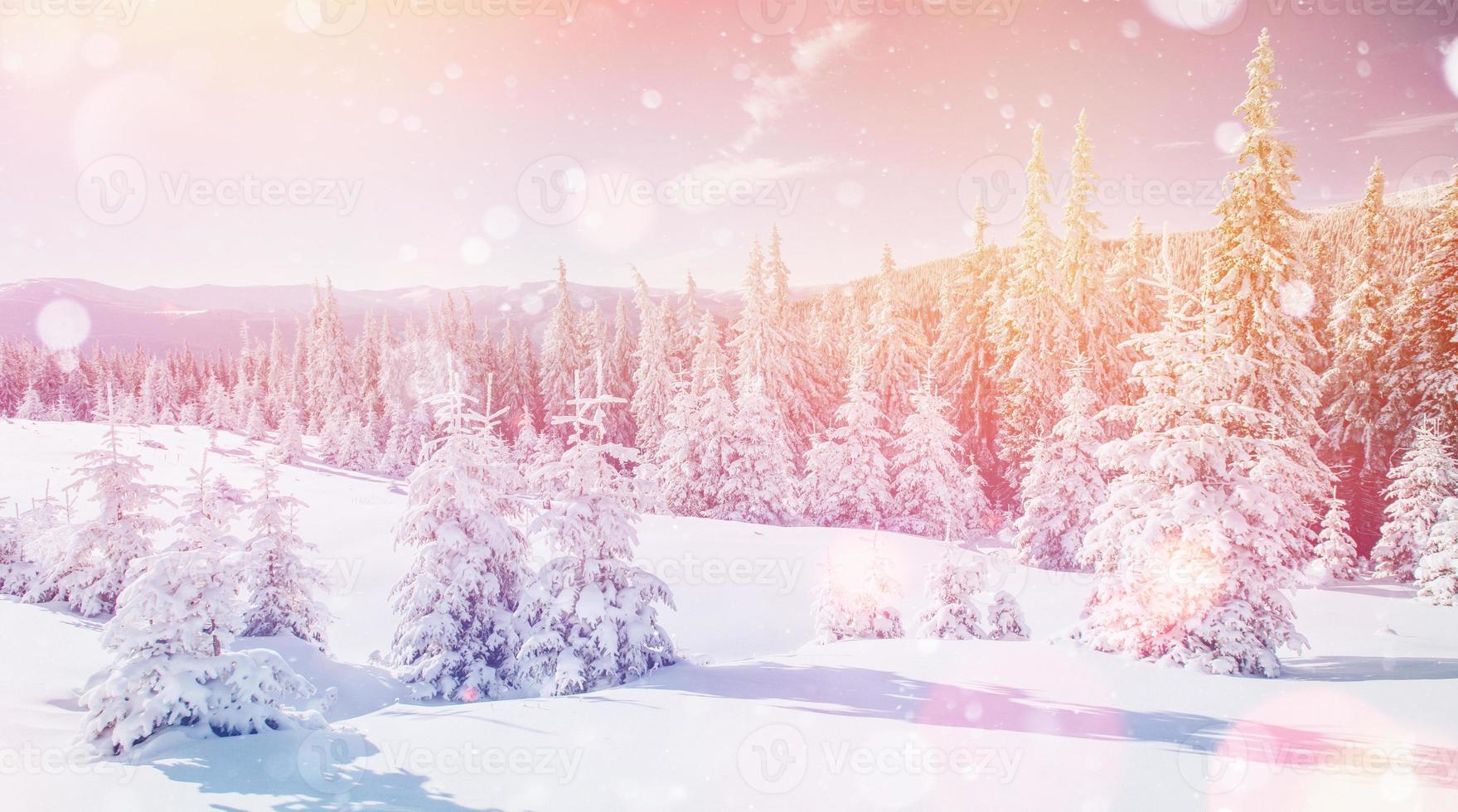 vinterlandskapsträd i rimfrost, bakgrund med något mjukt h foto