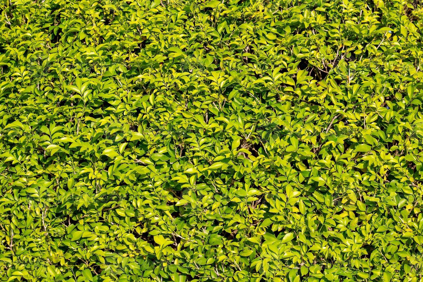 vacker natur gröna blad för bakgrund. foto