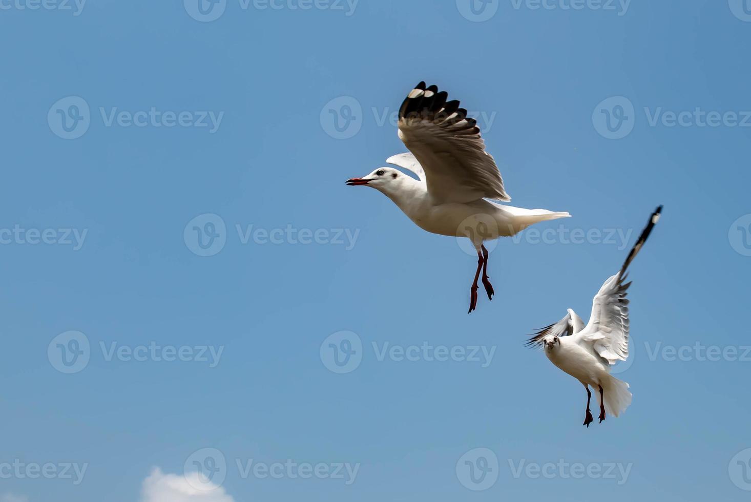 måsar som flyger på himlen foto