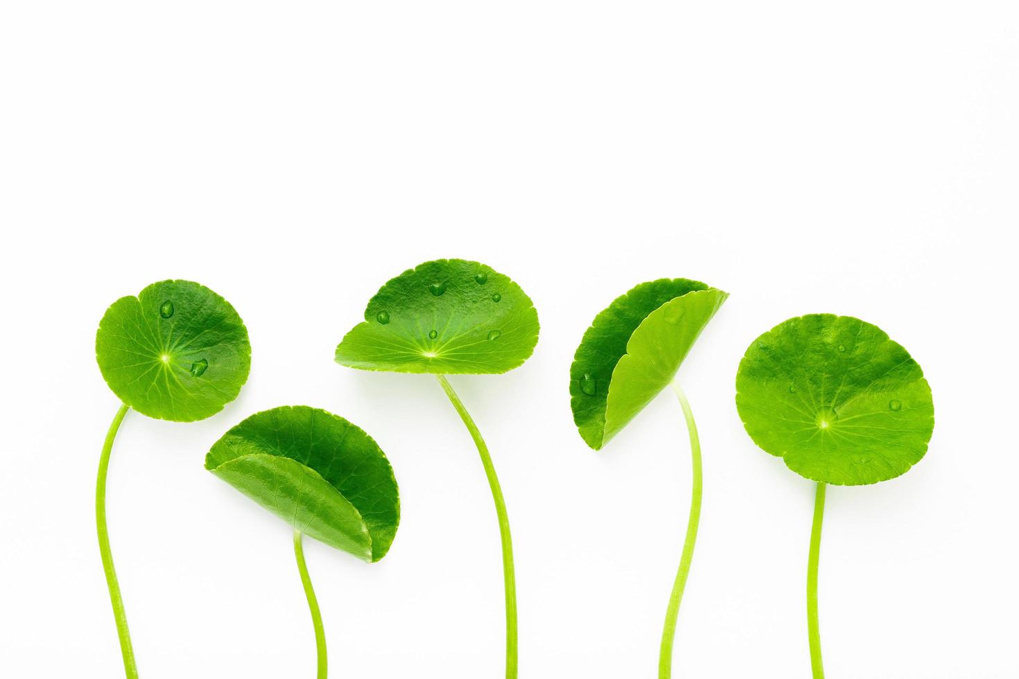 närbild centella asiatica blad isolerad på vit bakgrund ovanifrån. foto