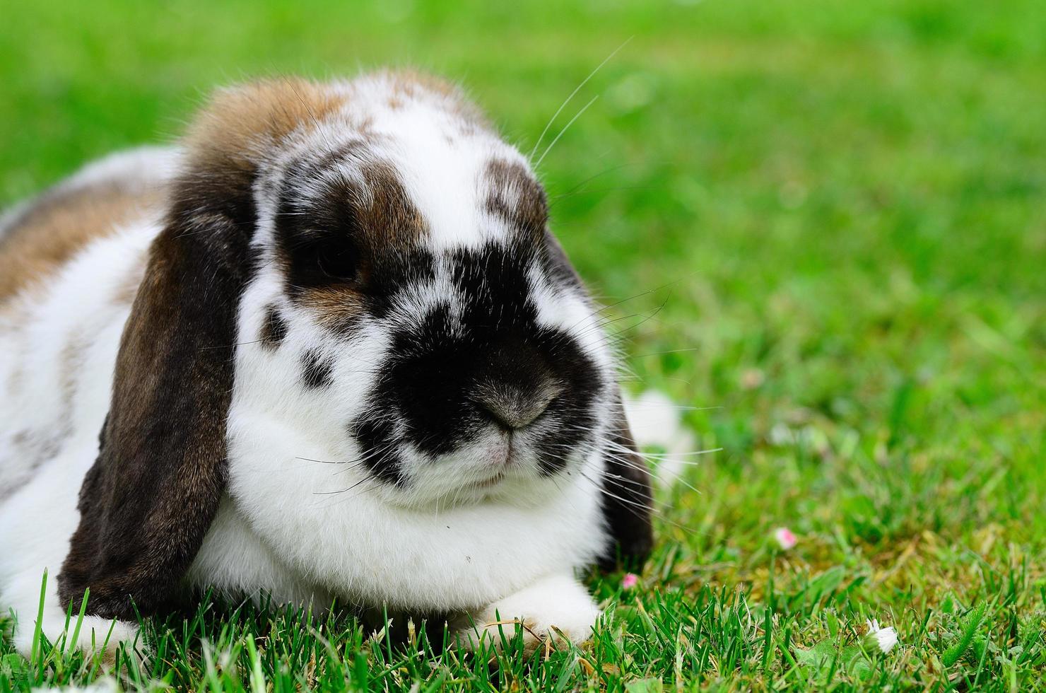 lieber widderhase ligger im gras foto