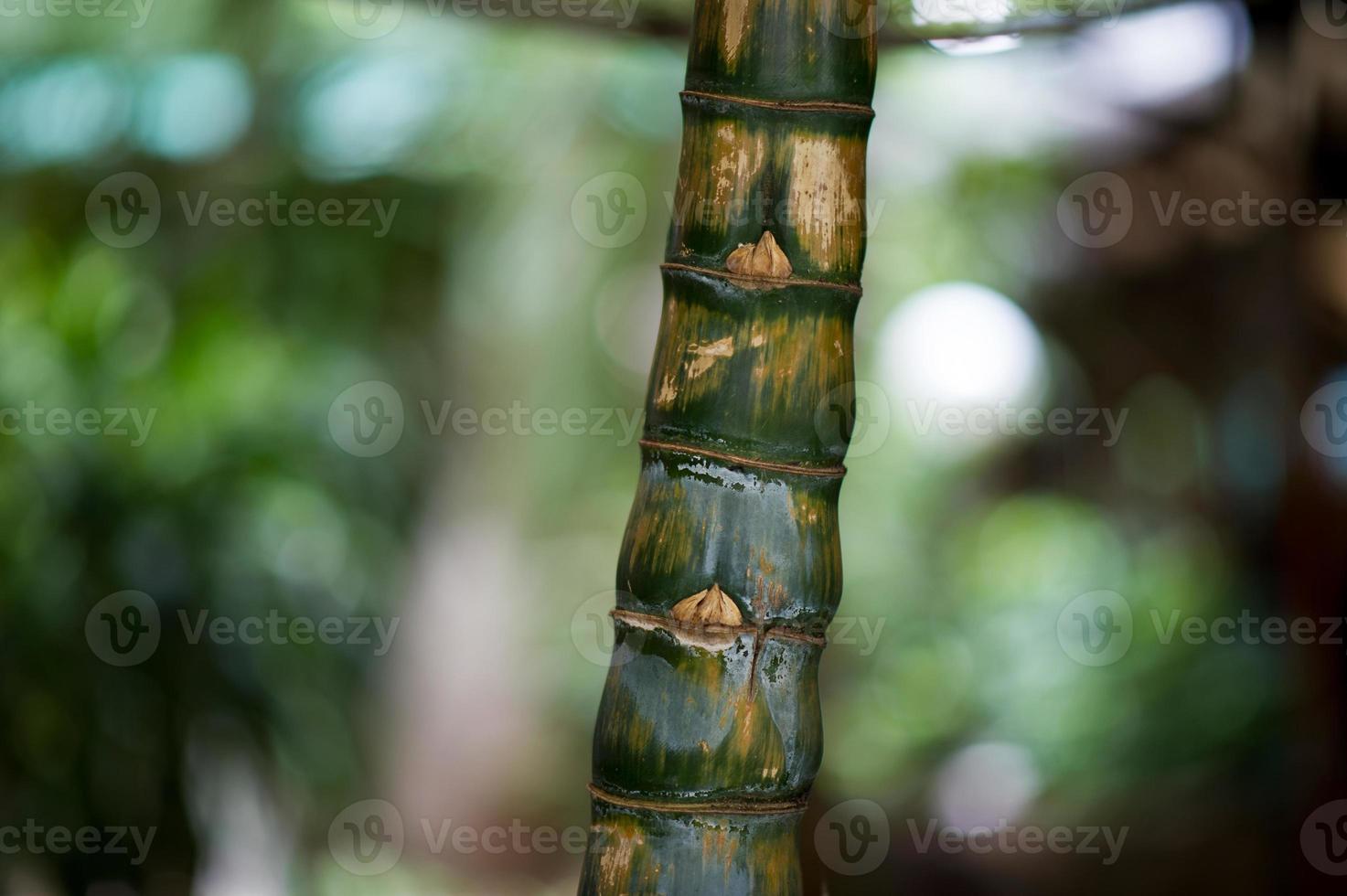 vilda djur födda i det vilda. naturliga färger äta hände i baren i thailand. trädet är vackert. foto