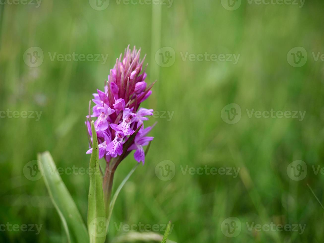 Southern Marsh orkidé som blommar på den engelska landsbygden foto