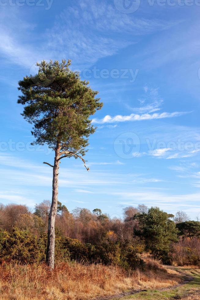 ensam scotts tall i ashdown-skogen foto