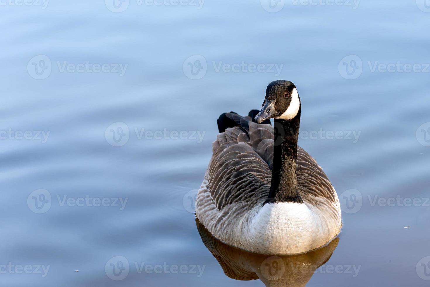 canada goose simmar i sjön vid riverside garden park foto