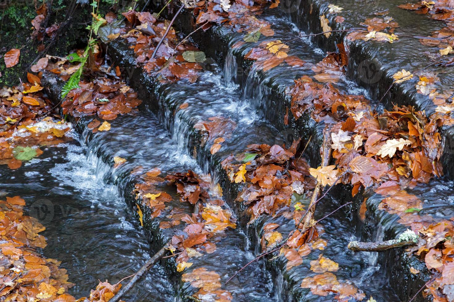 höstlöv fångade på en liten damm i ashdown-skogen foto