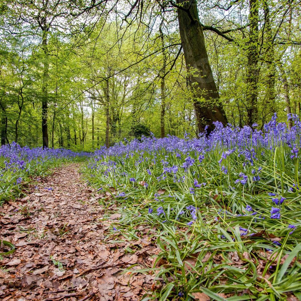 blåklockor i staffhurst skog nära oxted surrey foto