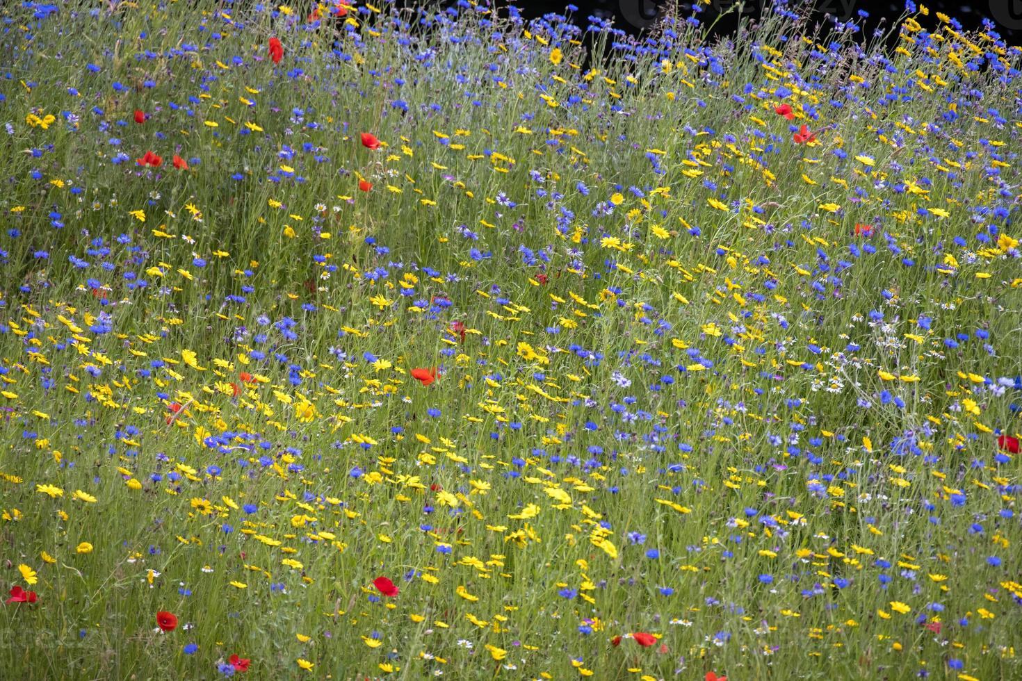 vilda blommor växer längs stranden av floden dee nära berwyn foto