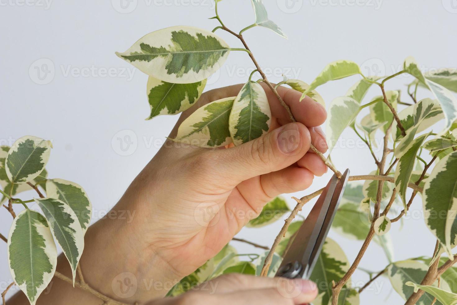 hand som håller gren av ficus benjamina att skära foto