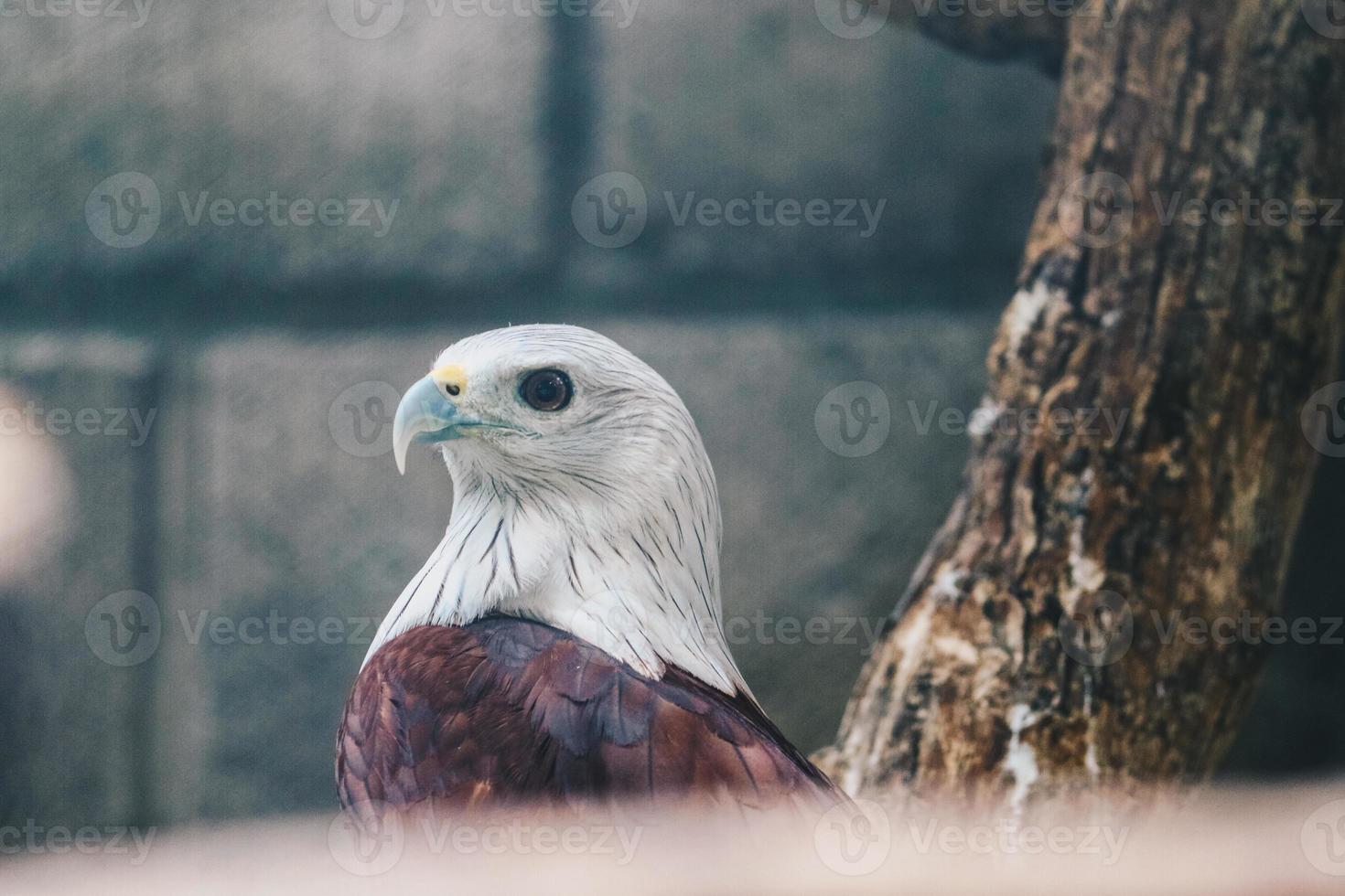 brahminy kite eller elang bondol. rovfågel. foto