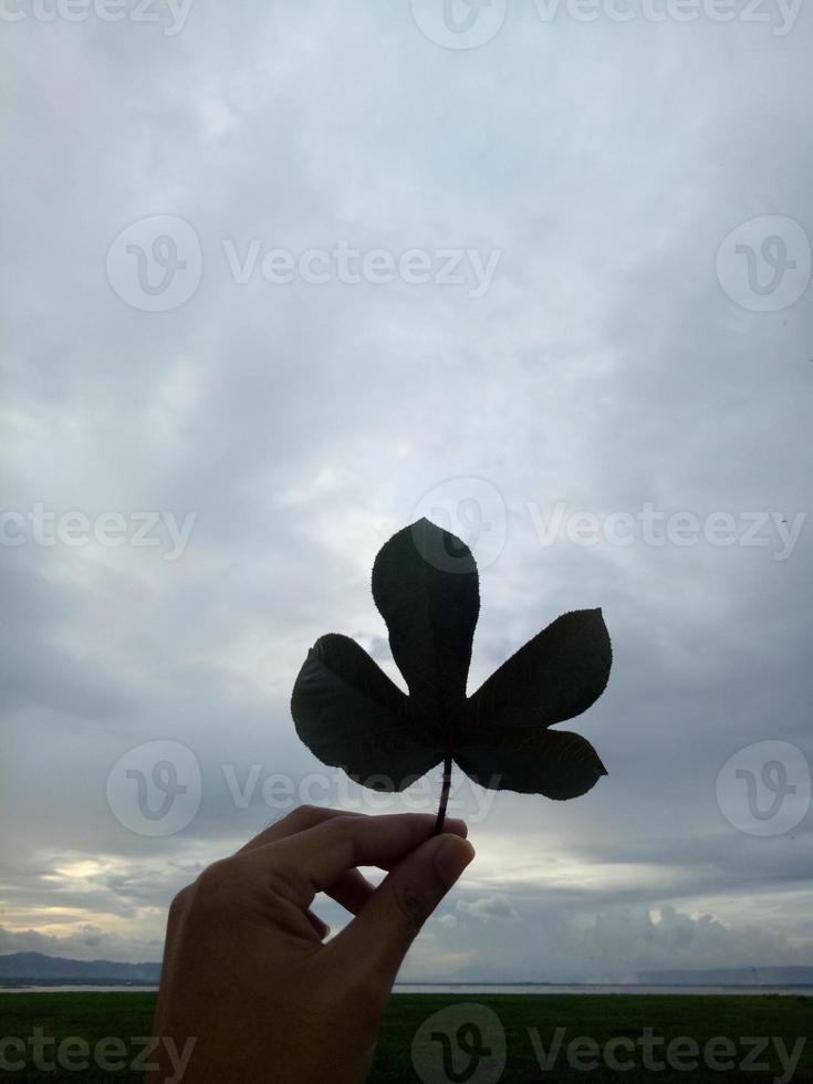 hand som håller ett blad foto