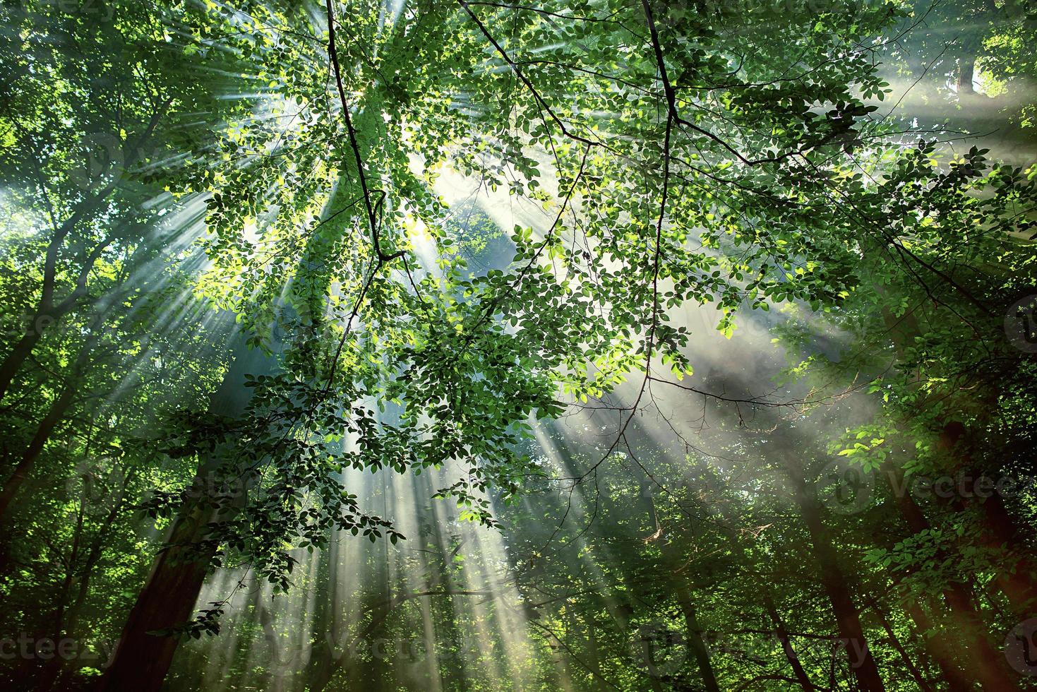 solen strålar genom träden i skogen foto