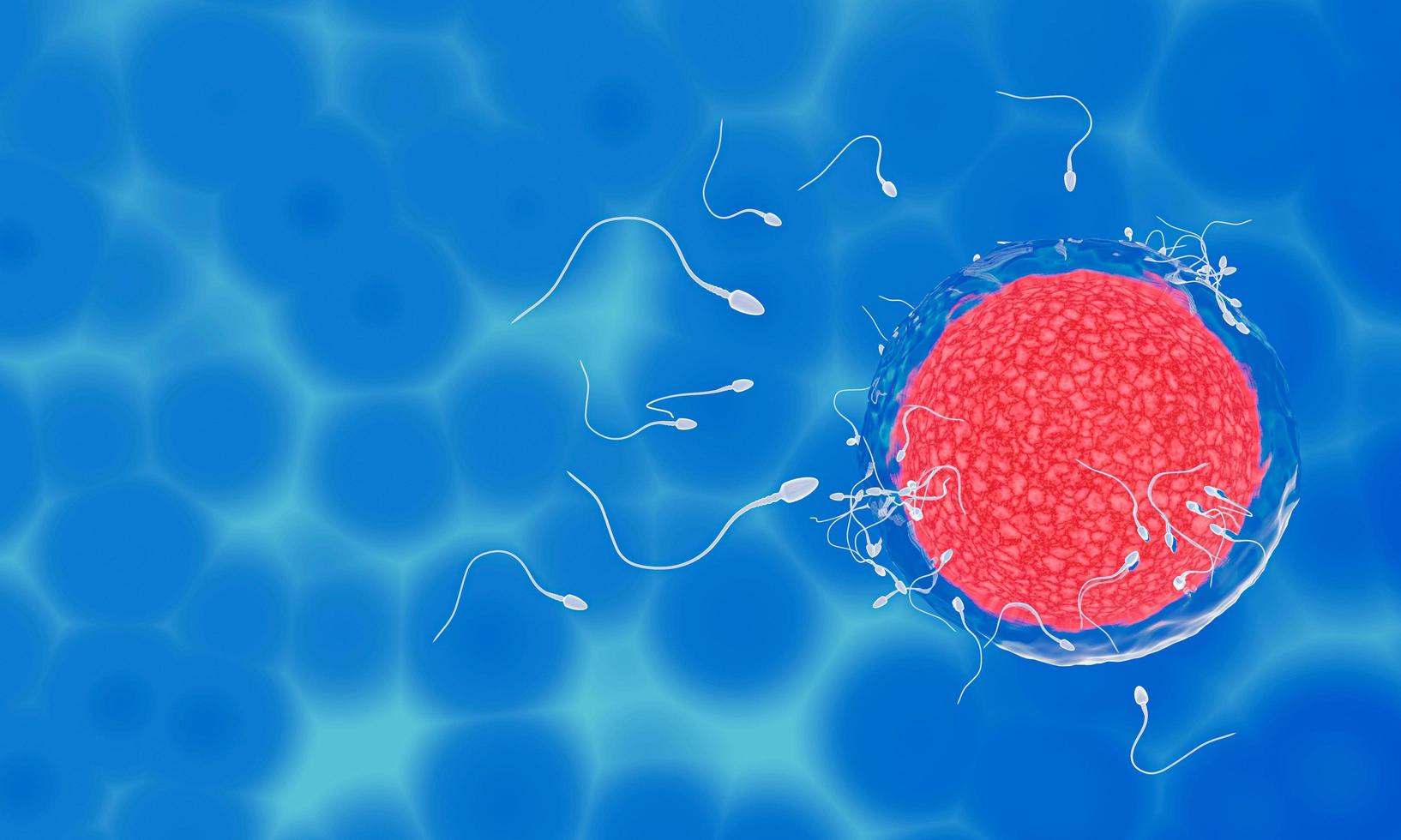 spermierna riktas mot ägget. att göra mänsklig parning. en förbefruktningsmodell mellan ett ägg och en spermie. 3d-rendering foto