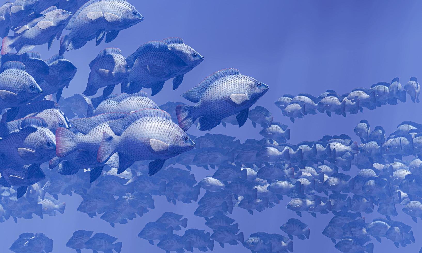 flockar av fisk simmar i grupper, undervattenscirkeln lyser ner. massor av tilapia simmar i grupp eller i grupp. Naturligtvis, under vattnet, matas flockar av fiskar som mat. 3d-rendering. foto