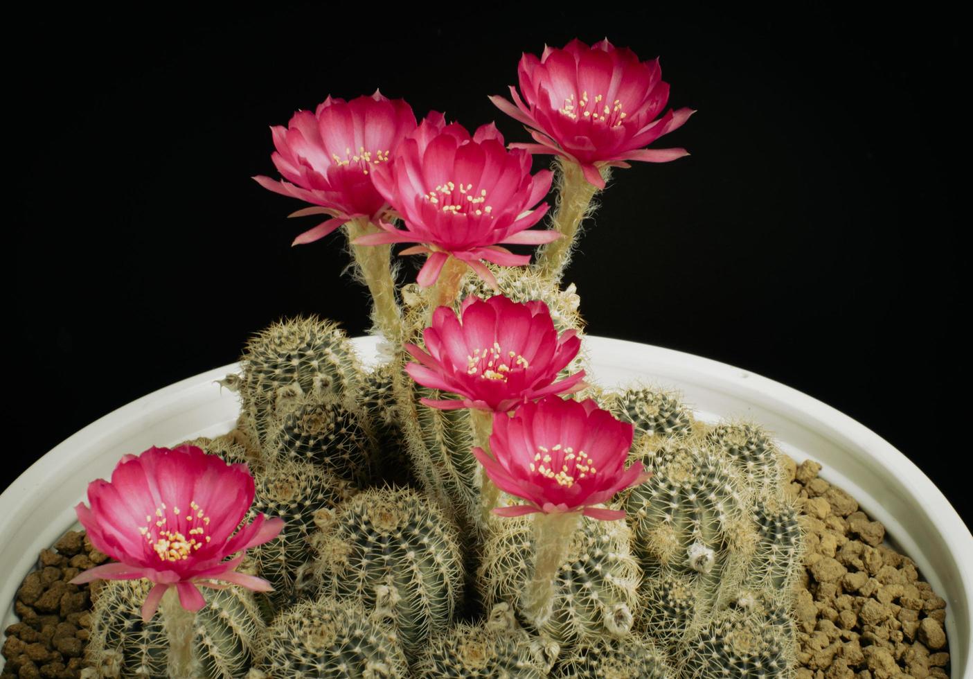 mörkrosa eller ljusröda många blommor av en kaktus eller kaktus. kaktusklump i en liten kruka. växthus för att odla växter i hus. fotografering i studion svart bakgrund. foto