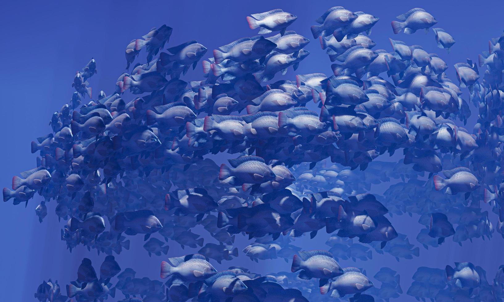 flockar av fisk simmar i grupper, undervattenscirkeln lyser ner. massor av tilapia simmar i grupp eller i grupp. Naturligtvis, under vattnet, matas flockar av fiskar som mat. 3d-rendering. foto