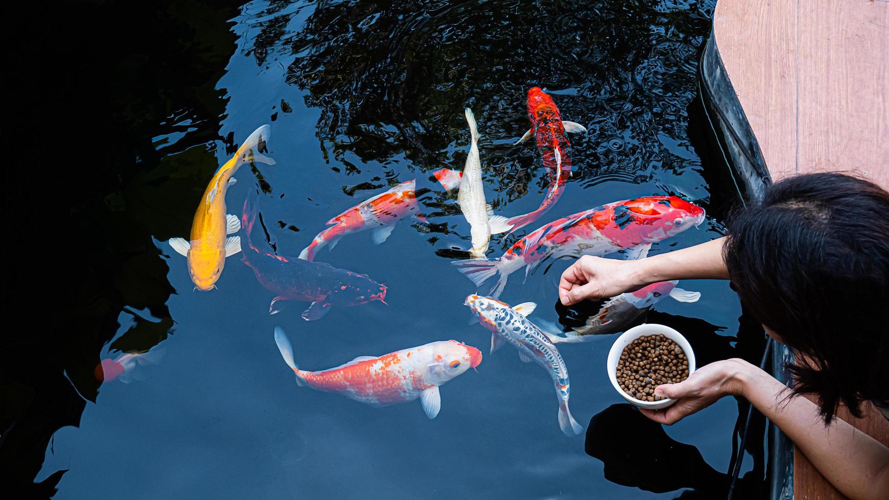 mata den japanska koi eller fancy skit med dina bara händer. fisk tämjad till bonden. en utomhuskoi fancy fiskdamm för skönhet. populära husdjur för asiatiska människor avkoppling och feng shui betyder lycka till. foto