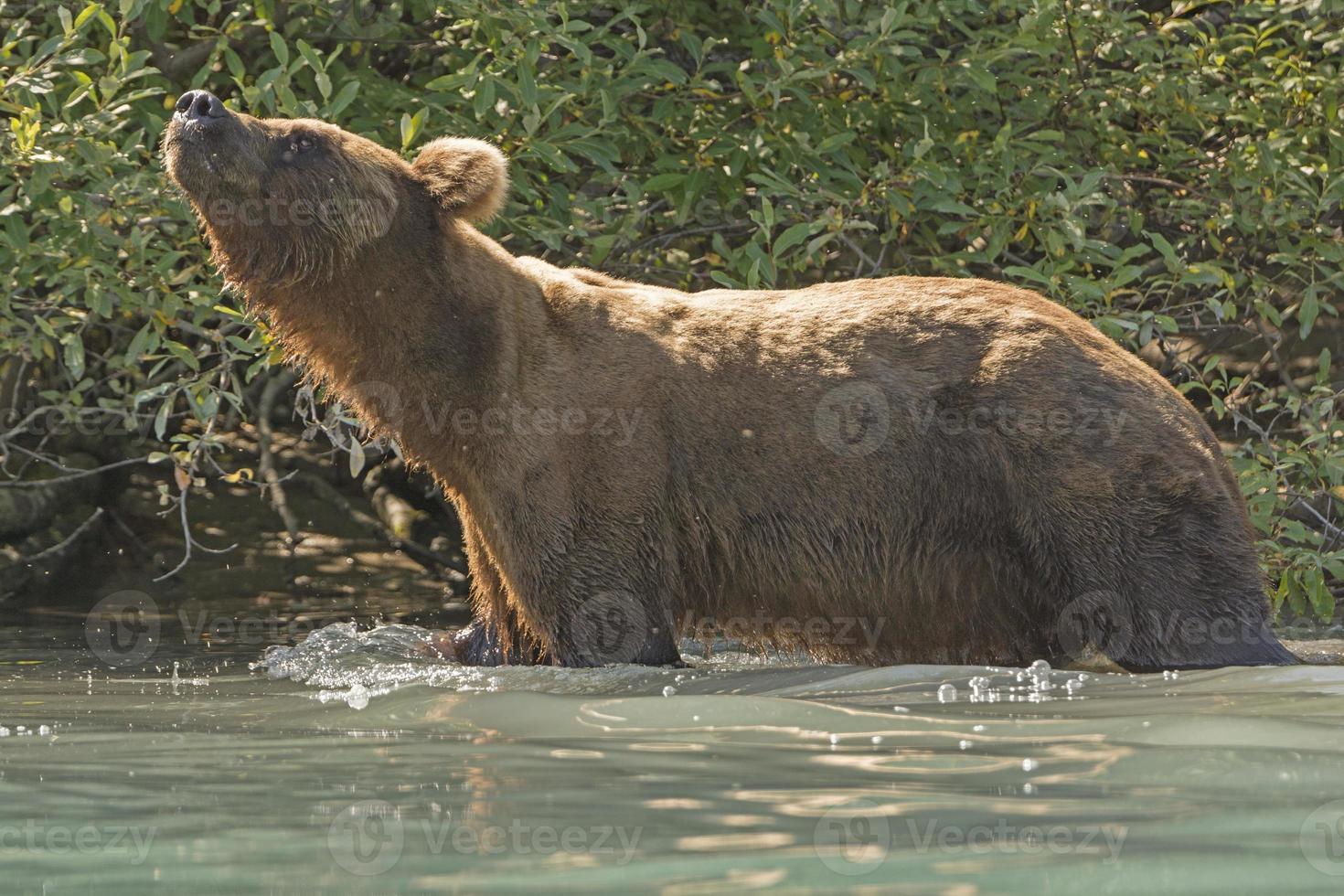 grizzlybjörn som nosar i luften foto