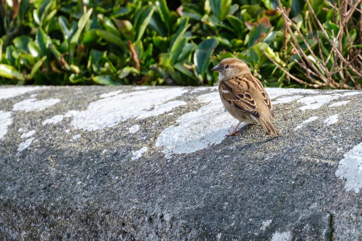 hussparv passerar domesticus pormuck hamn nordirland uk foto