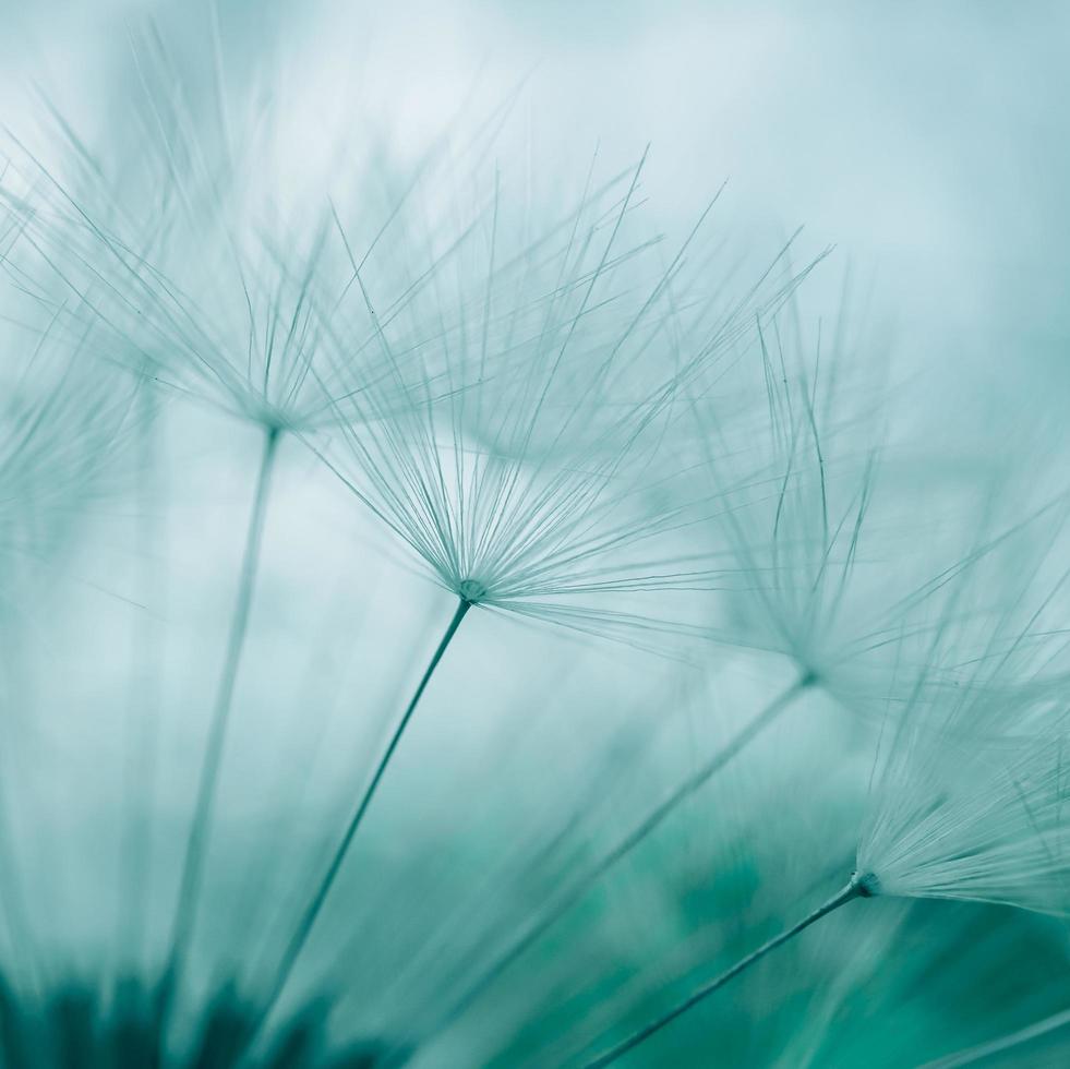 romantiska vit maskros blomma frö på våren foto