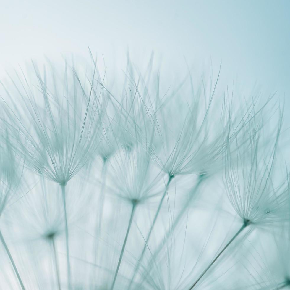 romantiska vit maskros blomma frö på våren foto