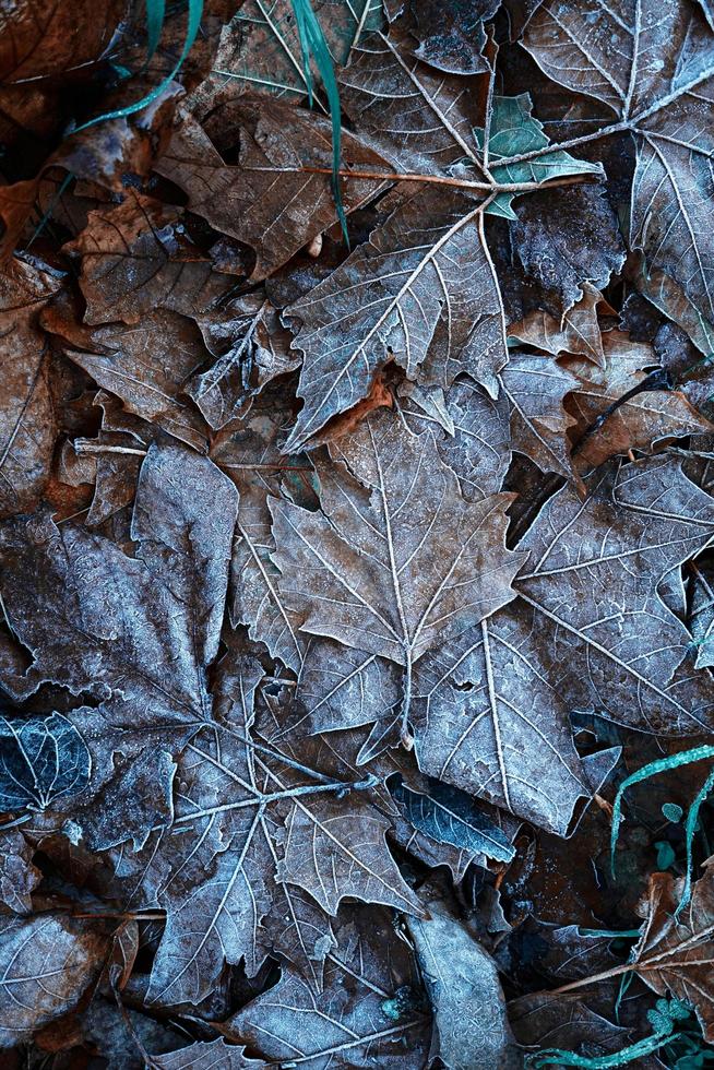 frysta löv i naturen under vintersäsongen foto