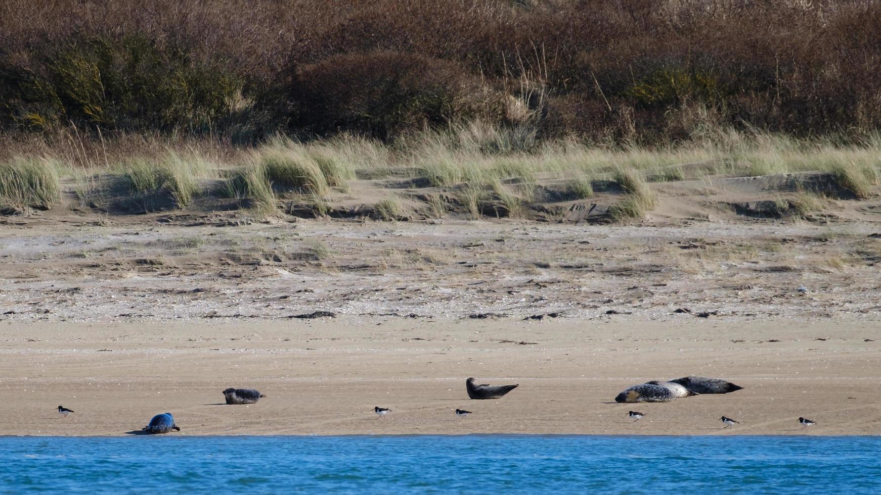 gråsäl halichoerus grypus marlough beach nordirland uk foto