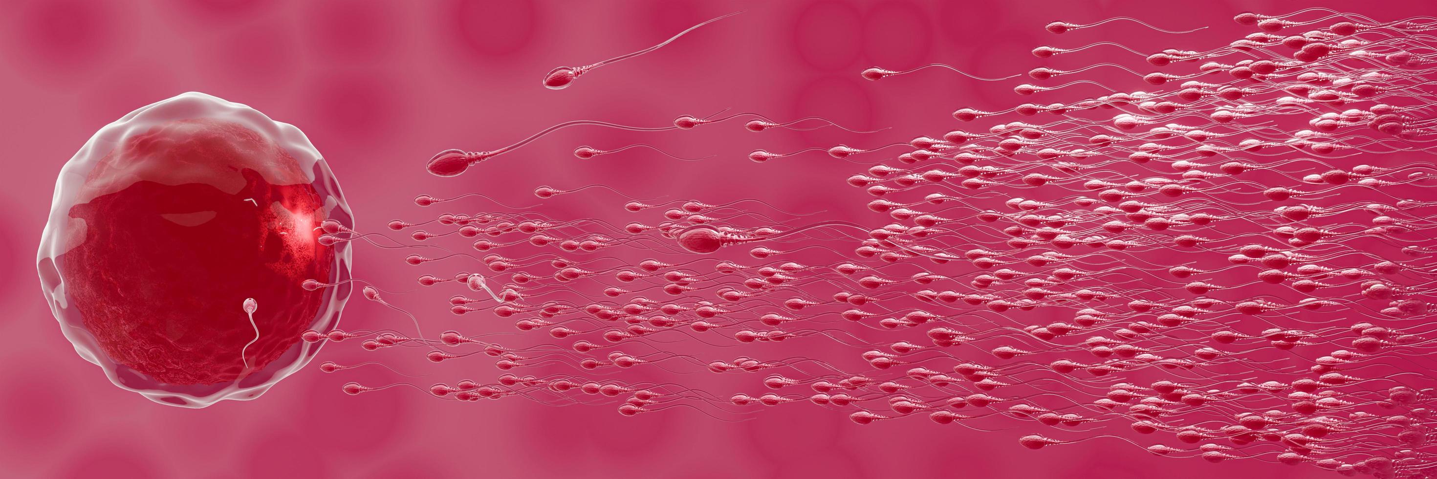 spermierna riktas mot ägget. att göra mänsklig parning. en förbefruktningsmodell mellan ett ägg och en spermie. 3d-rendering foto