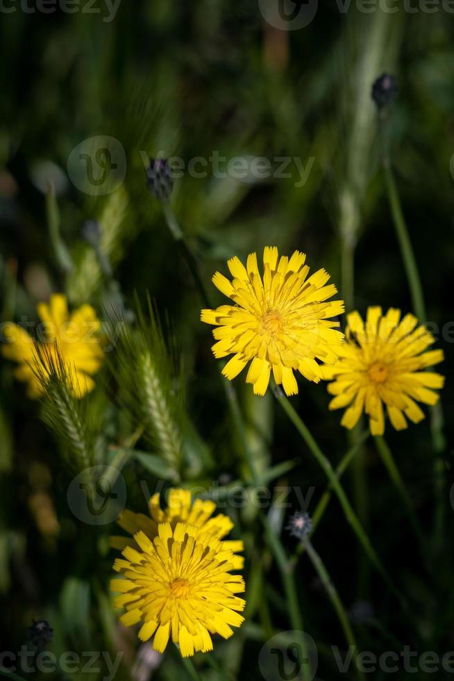 hösten hökbita blommar i östra grinstead foto