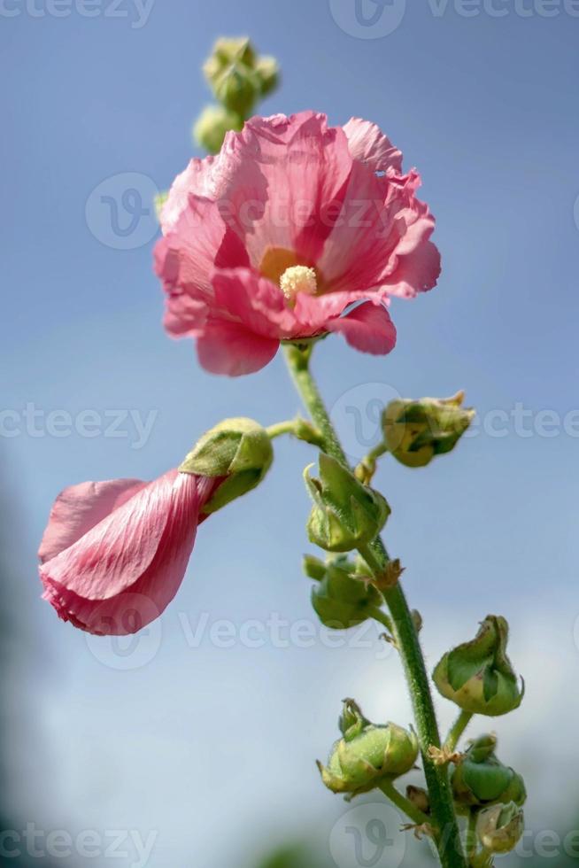 rosa malva som blommar i östra grinstead foto