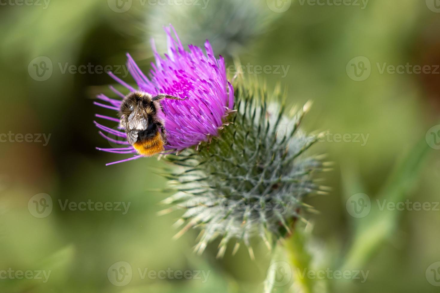 buffstjärtad humla som samlar pollen från en tistel foto