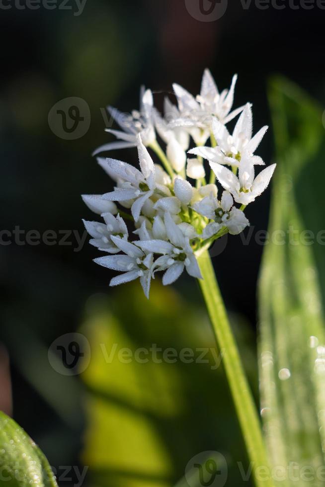 tidig morgondagg på en solbelyst ramslök eller vild vitlöksblomma foto