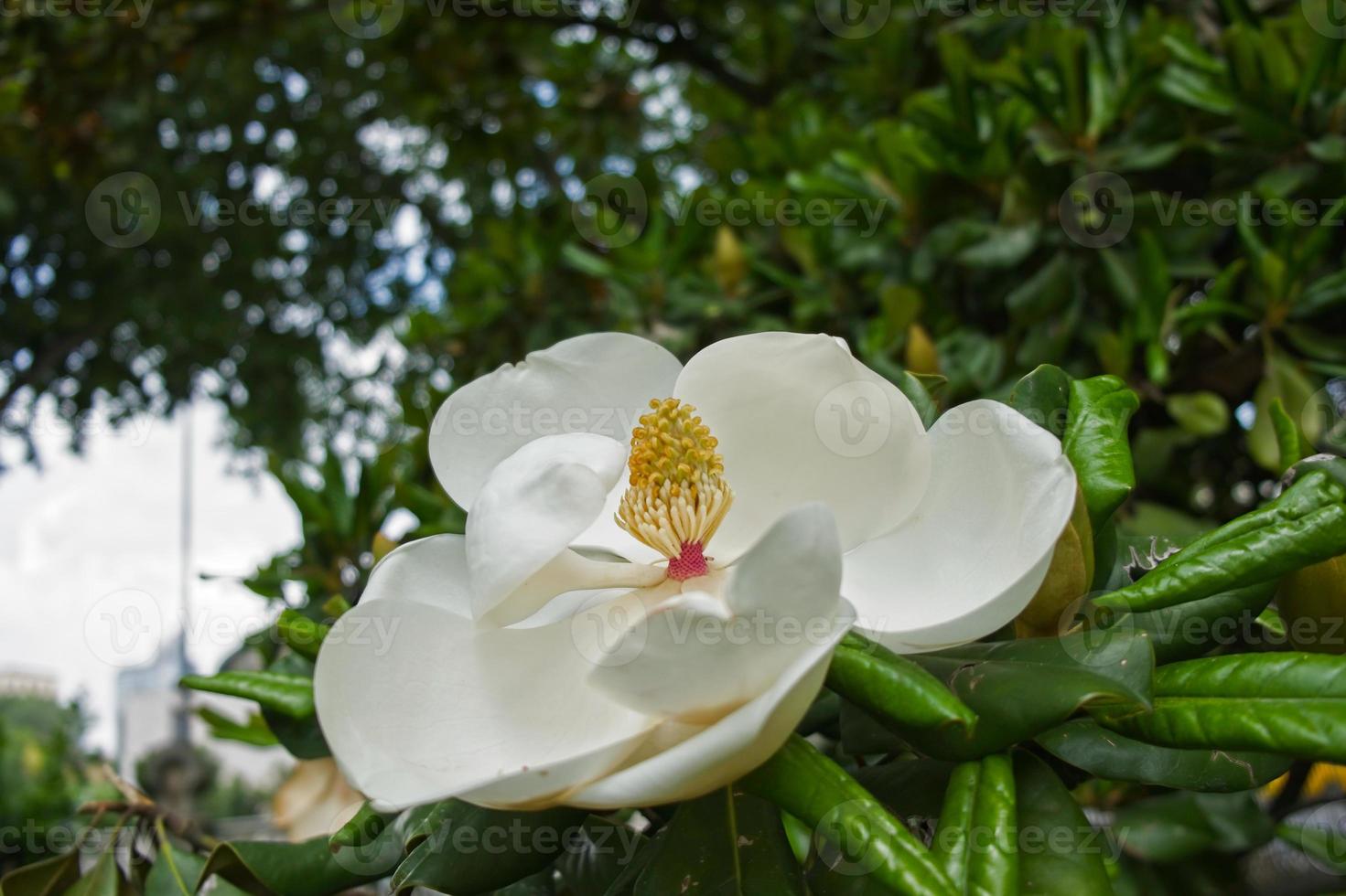 magnoliaträd som blommar i istanbul foto