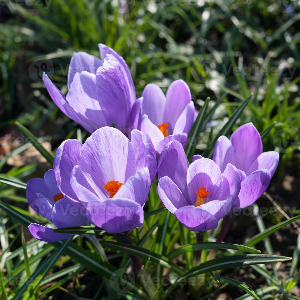 lila krokusar som blommar i east grinstead på våren foto